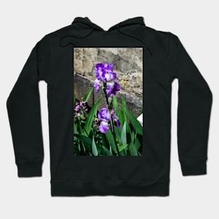 Bearded Iris in Spring Hoodie